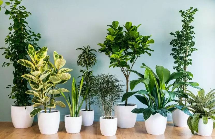 BIOTEK ALIMENTO PARA PLANTAS 🌳 - De Shopping Store